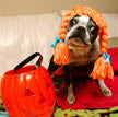 PUMPKIN HALLOWEEN TREATS FOR DOGS