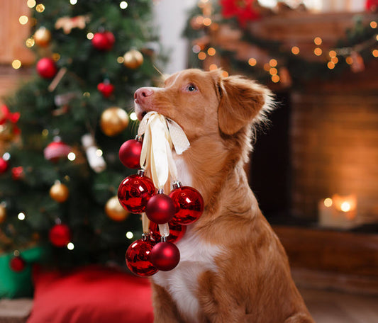 PUT YOUR DOG TO WORK SPREADING JOY DURING THE HOLIDAYS