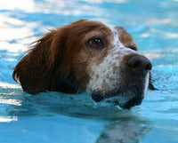 SAFE SWIMMING TIPS FOR DOGS