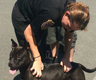 A SALUTE TO ANIMAL CONTROL OFFICERS