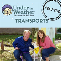 SAVING MORE DOGS WITH TRANSPORT PROGRAMS