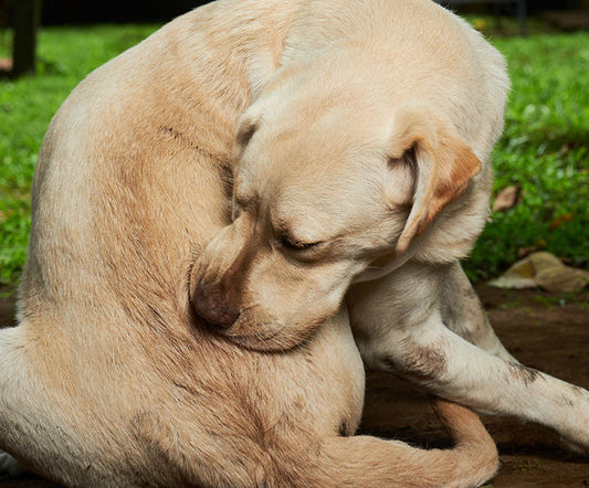 SEASONAL ALLERGIES DRIVING YOUR DOG CRAZY?