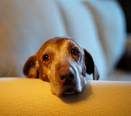 SENIOR DOG ADOPTION - ODIE'S STORY