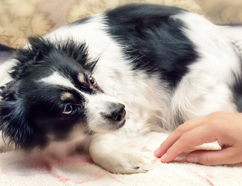 SIGNS OF ANXIETY IN DOGS