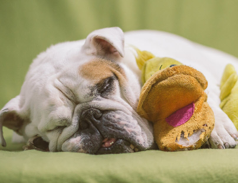 SIGNS OF CANCER IN DOGS
