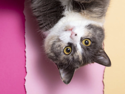 SIGNS OF CAT ANXIETY