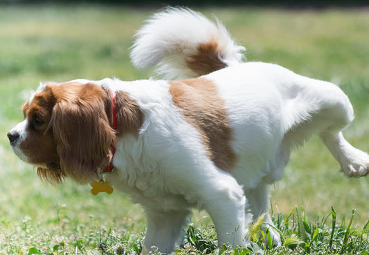 THE ABCs OF DOGGIE URINARY TRACT INFECTIONS
