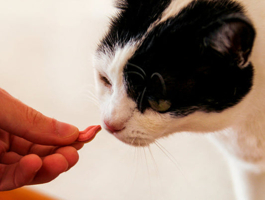 TOP SUPPLEMENTS FOR YOUR CAT