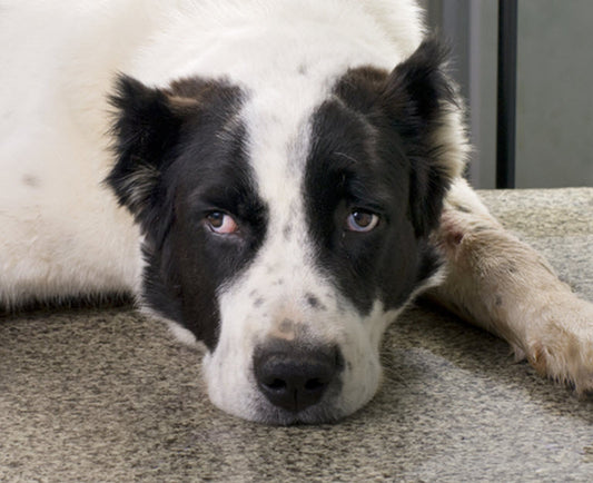 UNDERSTANDING CANINE & FELINE DISTEMPER