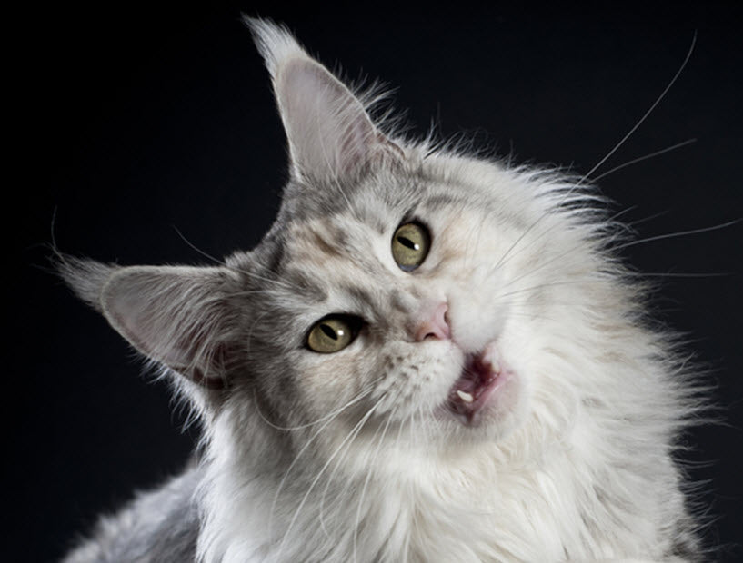 WHAT IS YOUR CAT SAYING?