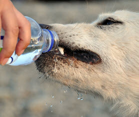 WATCH OUT FOR DOGGIE DEHYDRATION