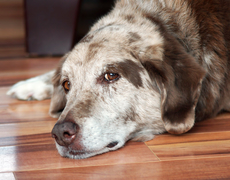 WHAT TO EXPECT AS YOUR DOG AGES