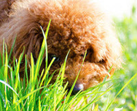 WHY DO DOGS EAT GRASS?