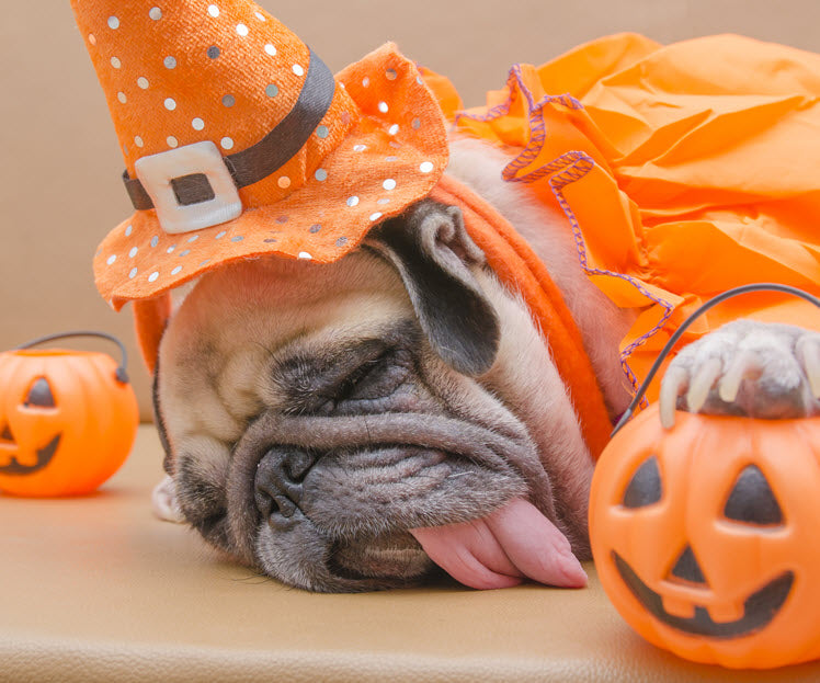 WHY YOUR DOG MAY HATE HALLOWEEN