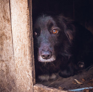 WORKING WITH SCARED DOGS