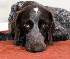 YOUR DOG'S MENTAL HEALTH