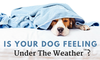 IS YOUR DOG FEELING UNDER THE WEATHER?