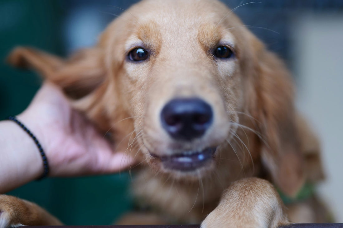 Tiny Troublemakers: Can Fleas Cause Diarrhea in Dogs?