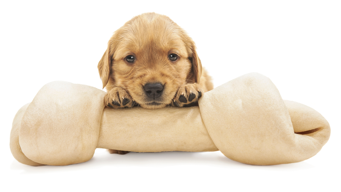Golden Retriever Puppy Sitting on a Rawhide Bone