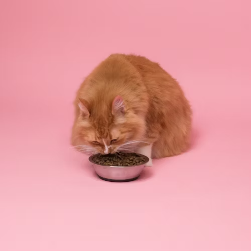 Brown cat eating from bowl in front of pink background