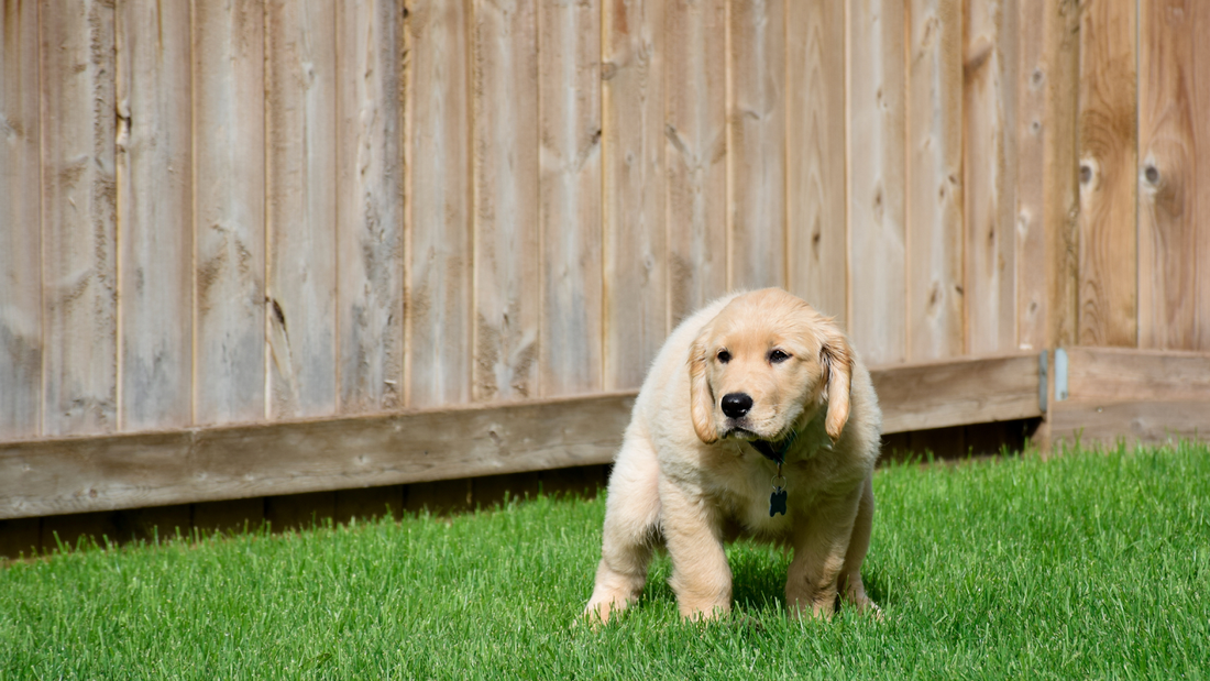 Golden retriever puppy getting ready to poop in the grass