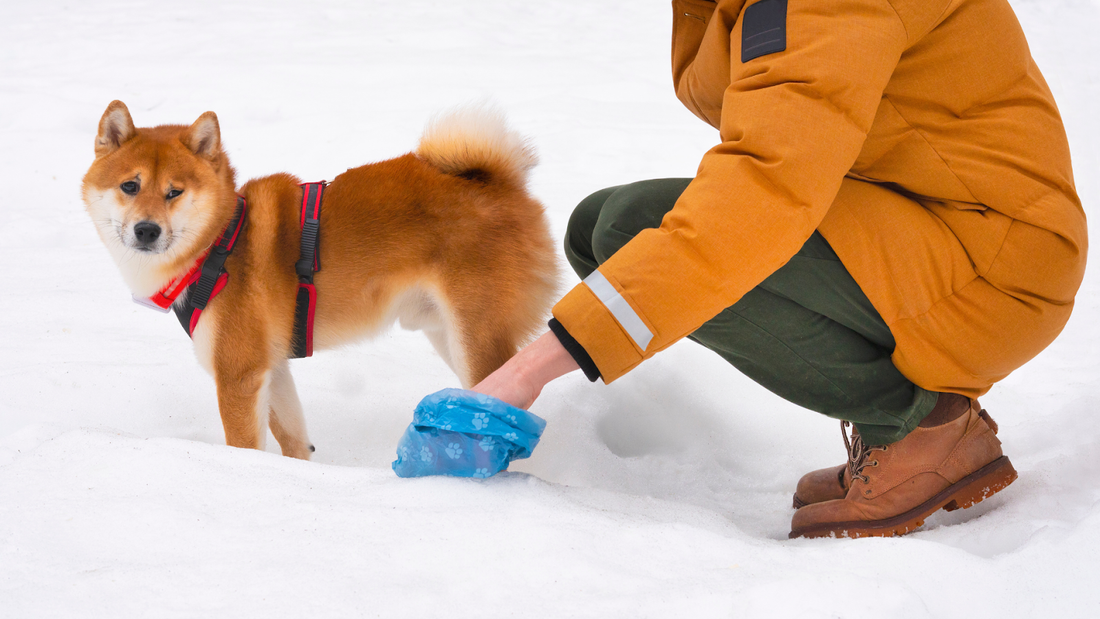 A person cleaning after his dog in the snow