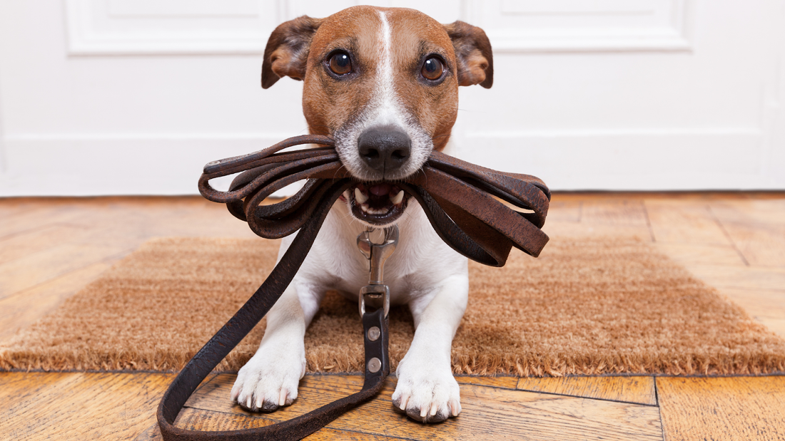 Brown and white dog sitting on a mat with a leash in its mouth