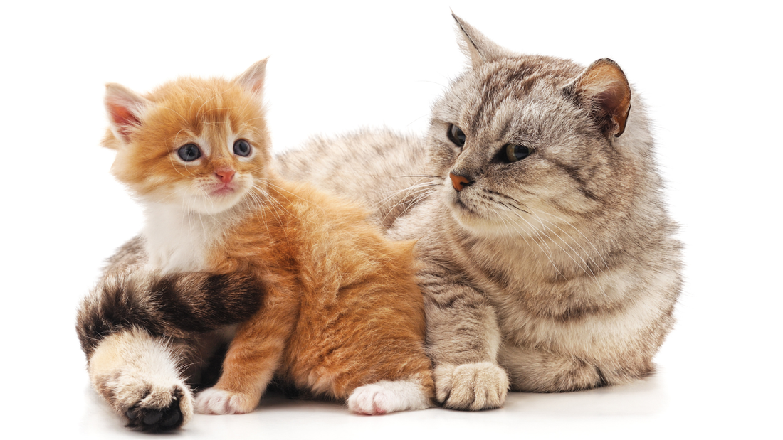 Mother Cat Next to Her Kitten