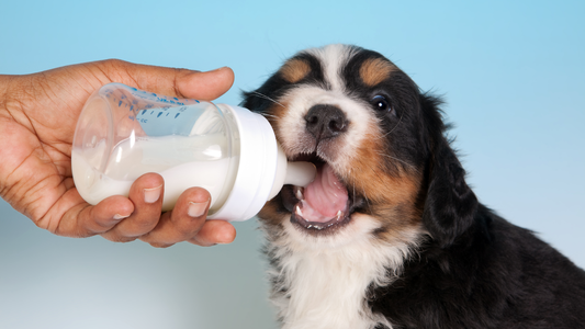 Dog drinking milk from a bottle