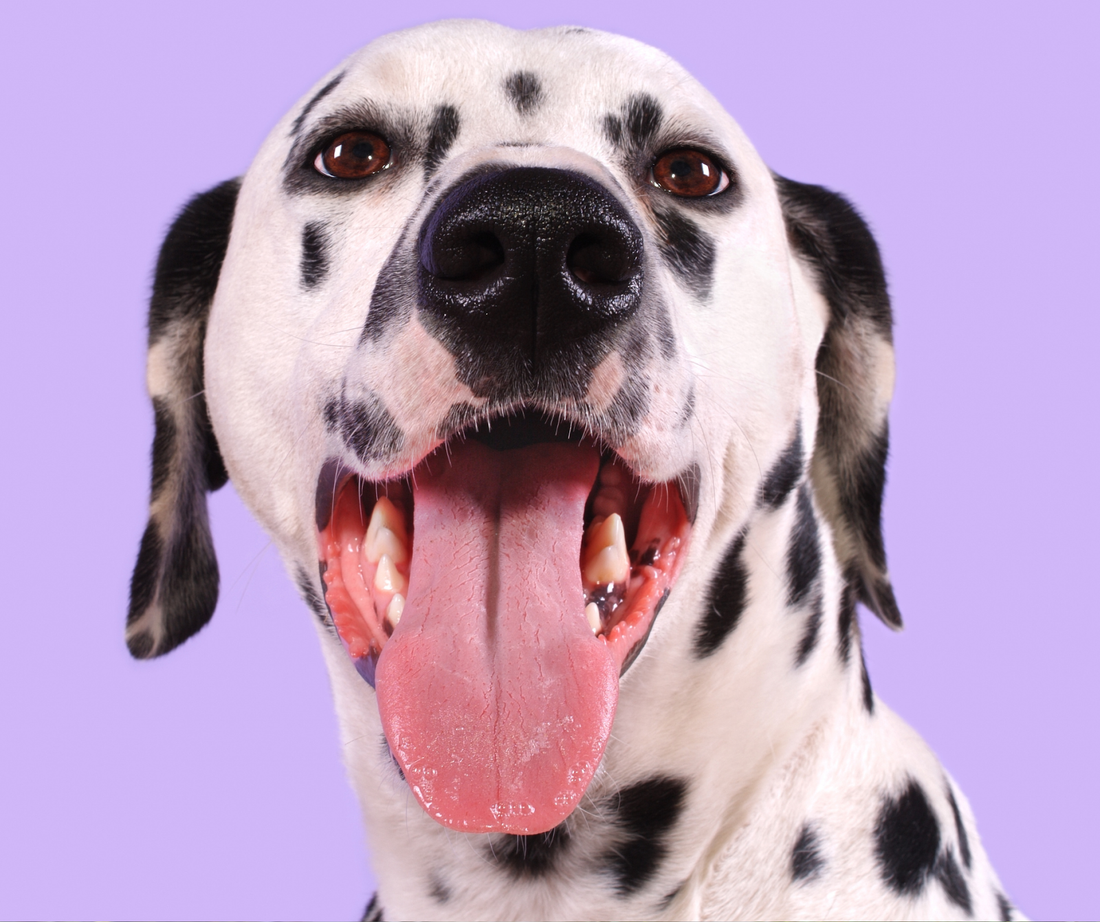 Dalmatian Dog Panting