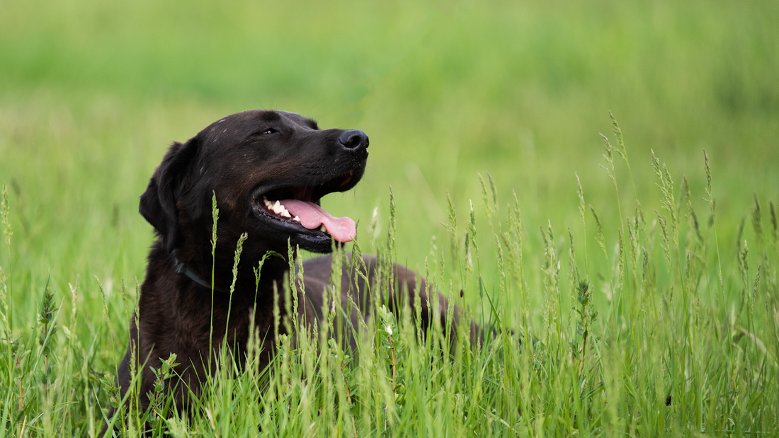 Black dog lying in tall green grass with its tongue out.