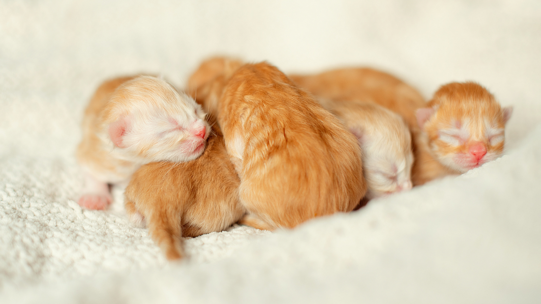 newborn orange kittens