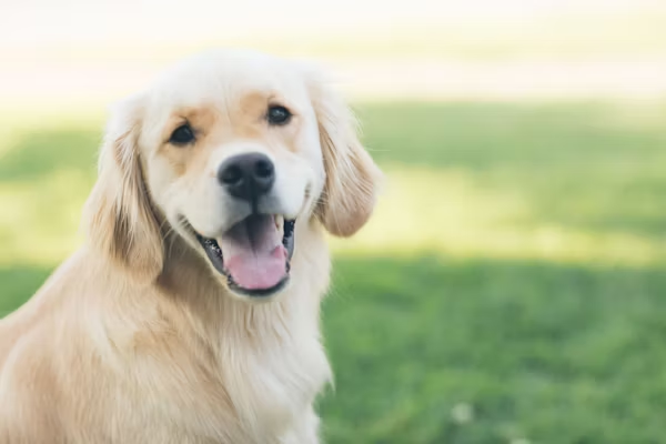 Gold retriever looking at camera