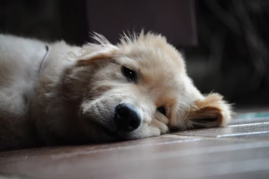 White dog lying on side