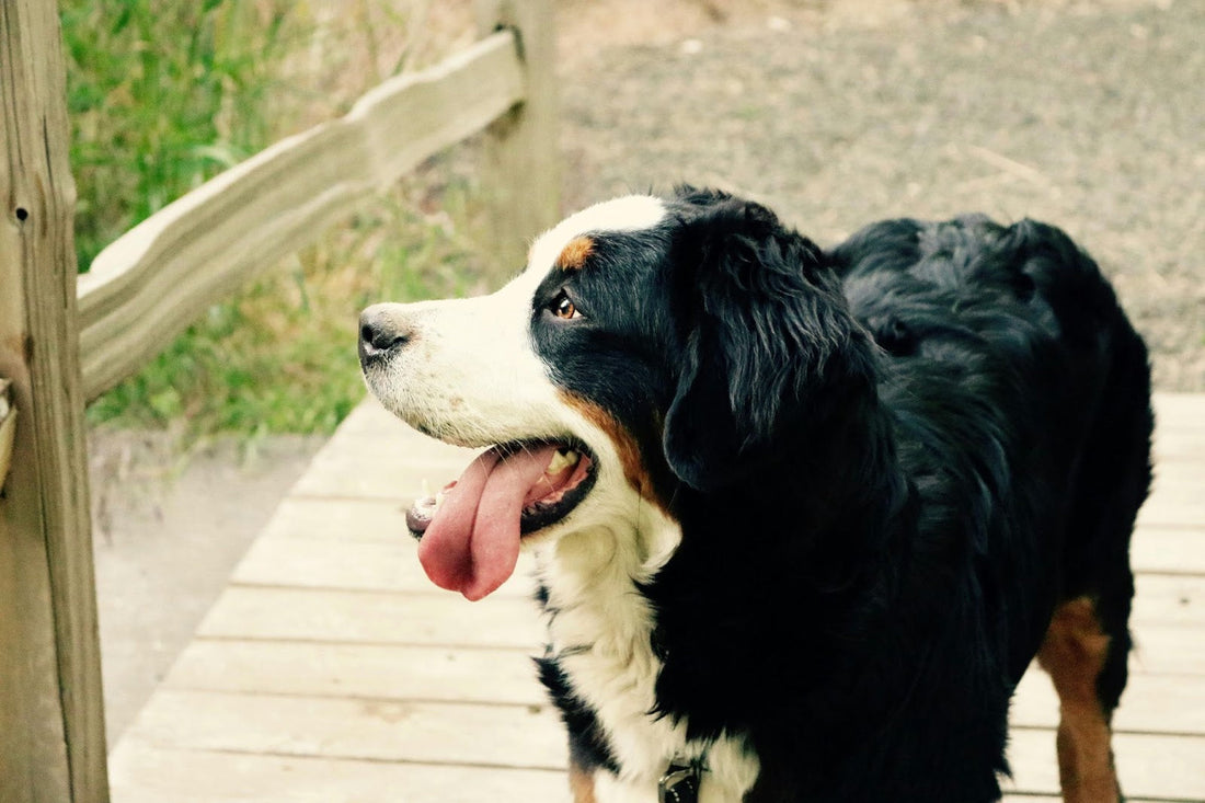Black and White Dog Panting Outside