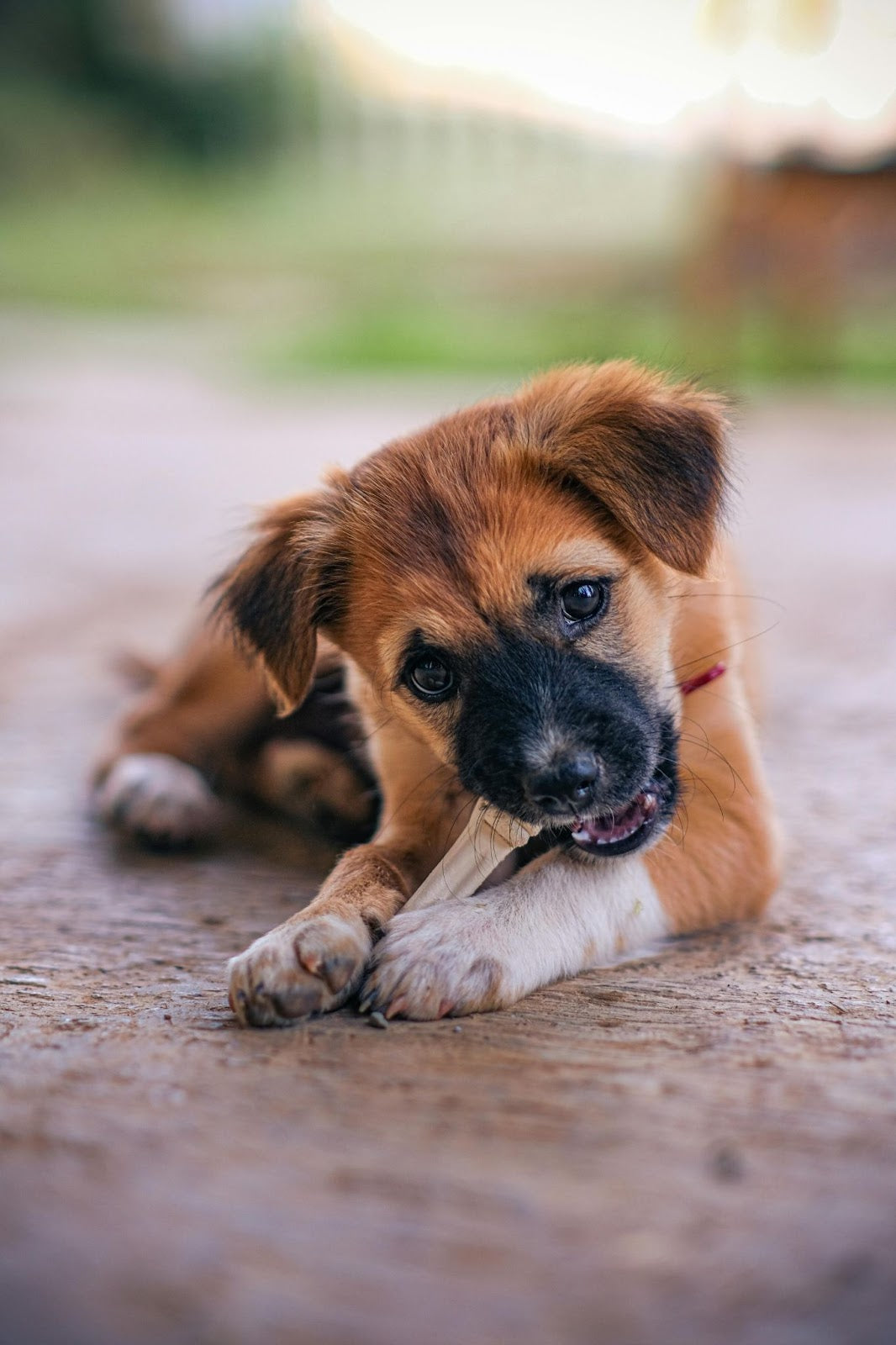 Brown Puppy Chewing on Treat
