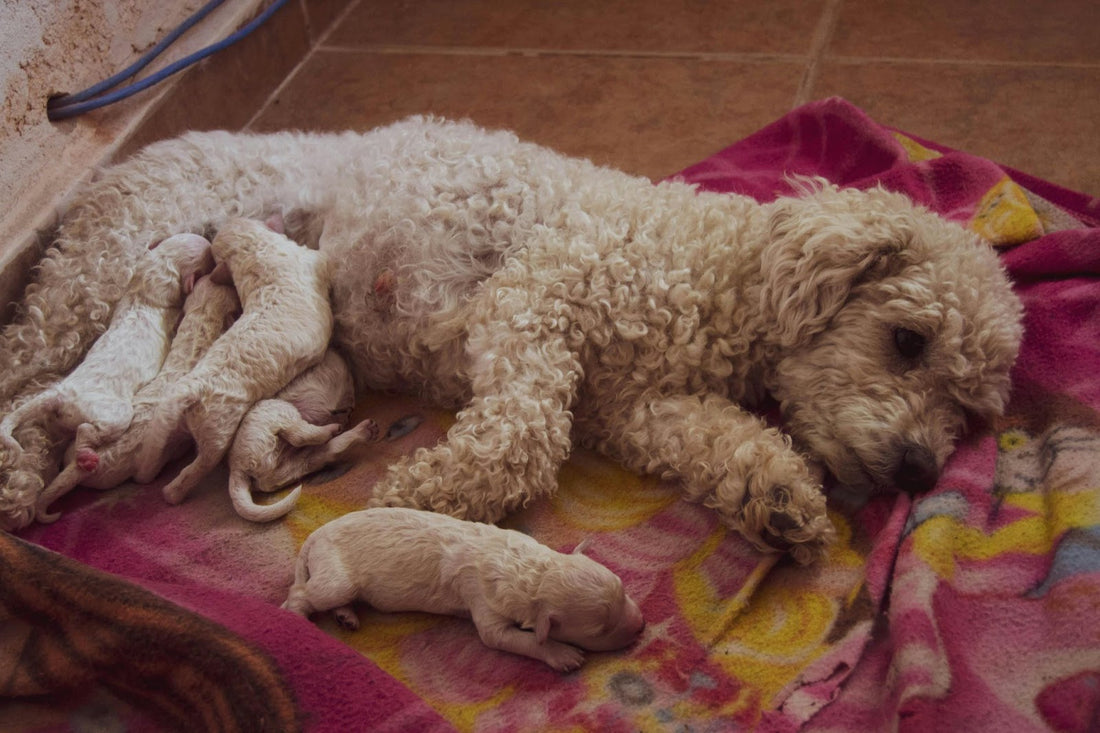 Litter of Puppies Nursing on Mother Dog