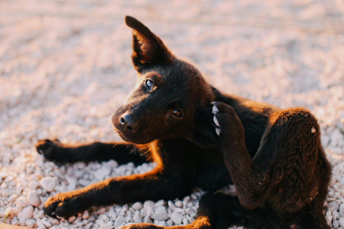 Black Dog Itching Its Ear