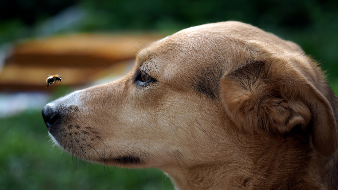 Brown dog facing a bee