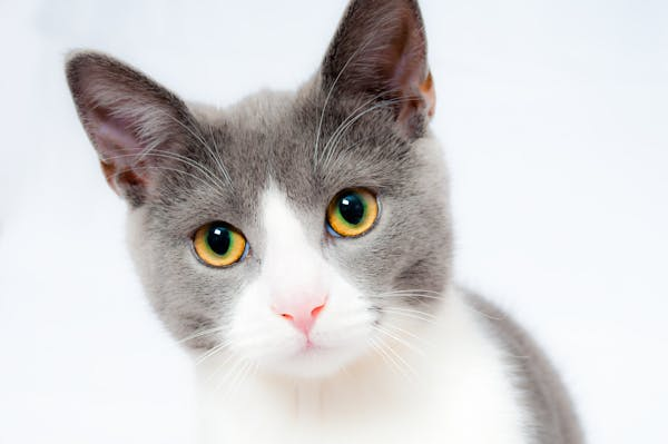 Close-up of gray and white cat
