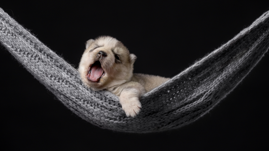 Puppy yawning