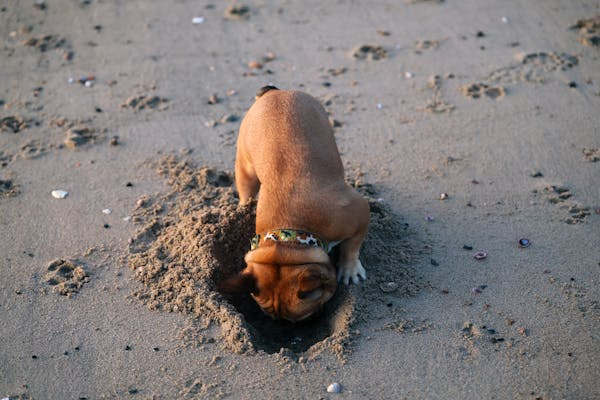 Brown dog digging a hole in the sand