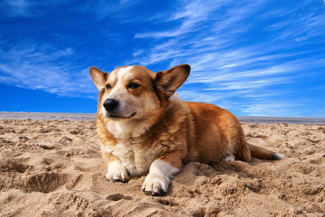 Corgi Lying on Beach Under Blue Sky
