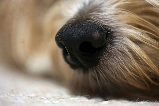 Close-Up of Dog’s Black Nose