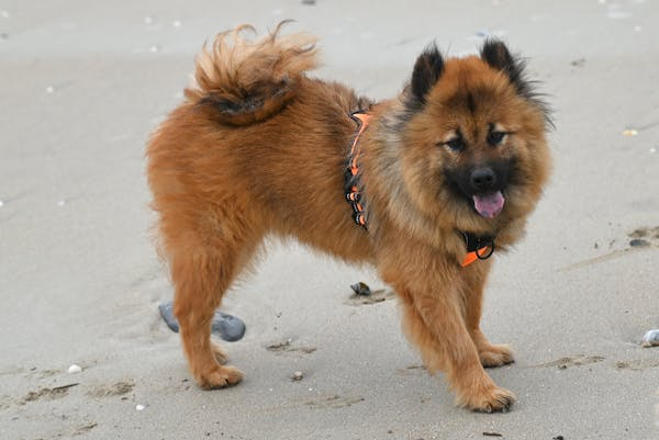 Brown and black dog on sand