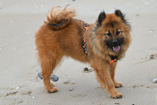 Brown and black dog on sand
