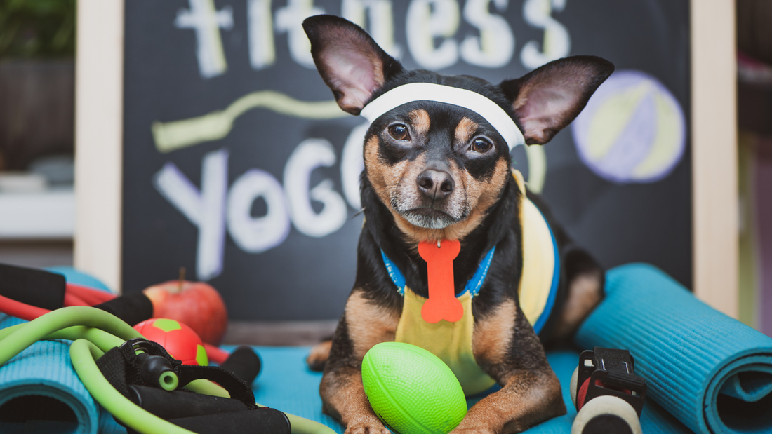 Dog wearing a gym suit and surrounded by gym equipment