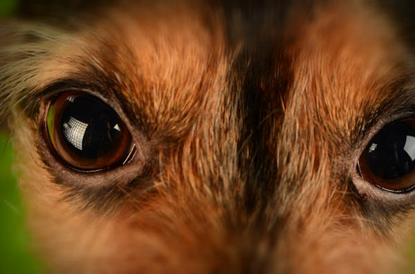 Close-up of a brown dog’s eyes
