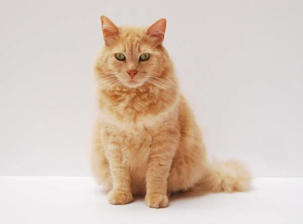 Orange cat sitting