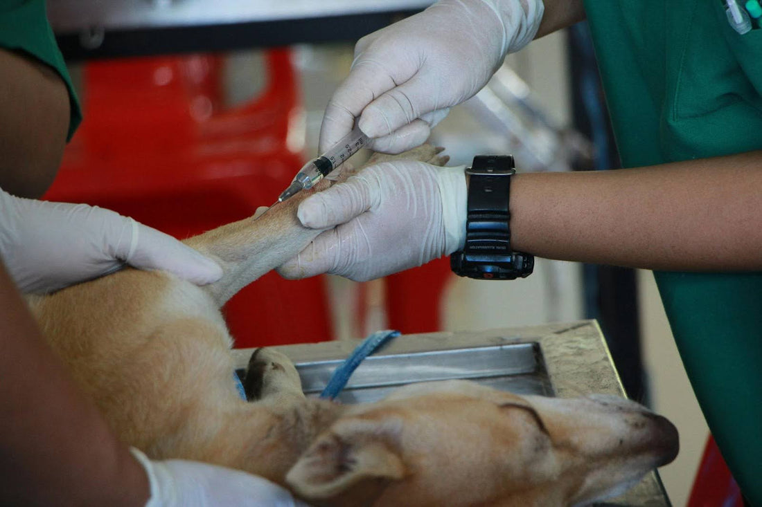 Tan Dog Getting an Arm Vaccine from Vet